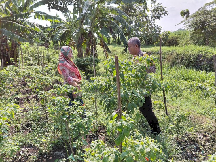 Polsek Tulangan Dukung Ketahanan Pangan, Tinjau Perkebunan Cabai Warga Kemantren